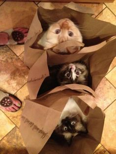 Cats in bags Source: Things are looking up Pintrest