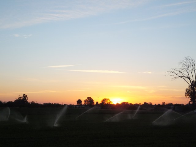 Sunrise over the carrot fields