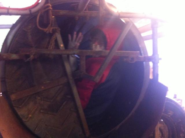 Poppy in the first carrot sorting barrel.